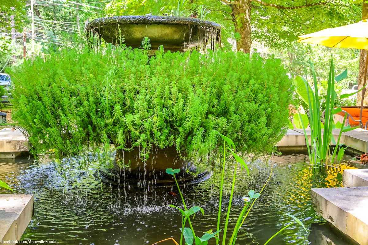 Gardens-At-Grey-Hawk-Lake-Lure-NC